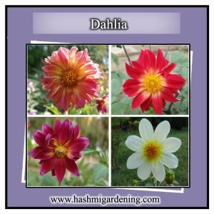 Dahlia Seeds – Happy Single ڈھیلیا