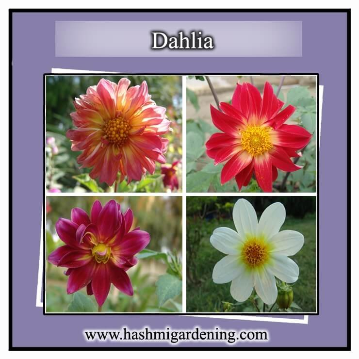 Dahlia Seeds – Happy Single ڈھیلیا