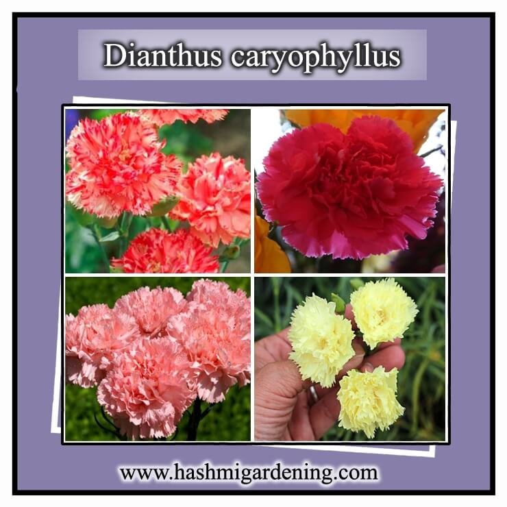 Dianthus caryophyllus