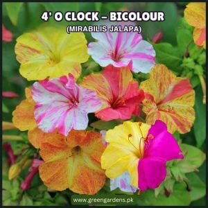 4 O’ Clock – Mirabilis Jalapa Seeds (Bicolour)گلِ عباسی