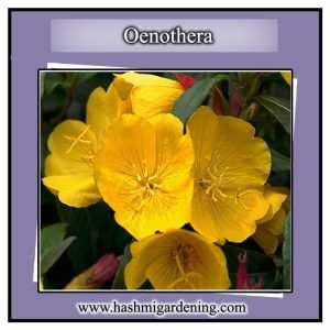 Oenothera