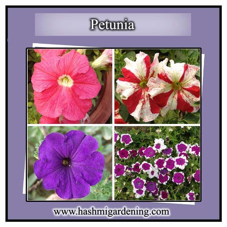 Petunia Balcony Mix