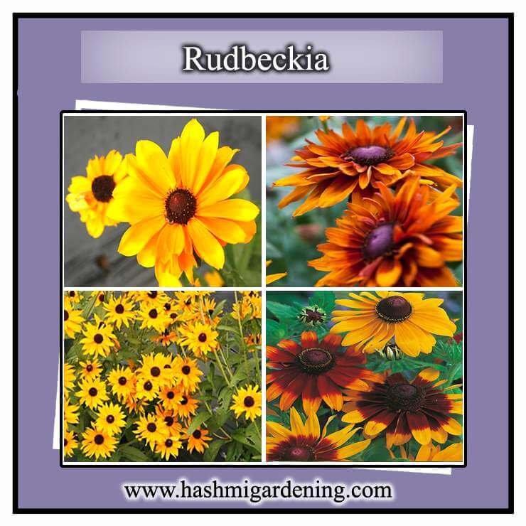 Rudbeckia