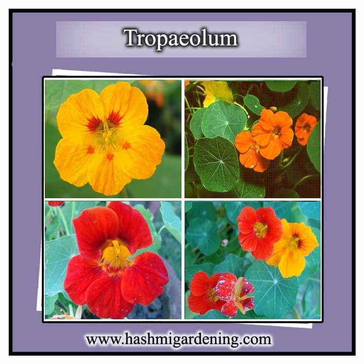 Tropaeolum