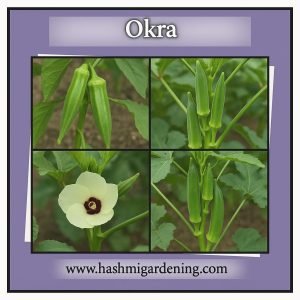 Okra