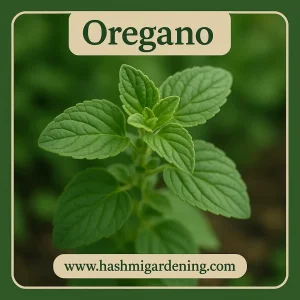 Oregano