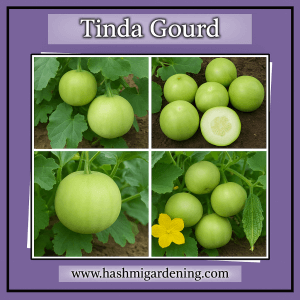 Tinda Gourd